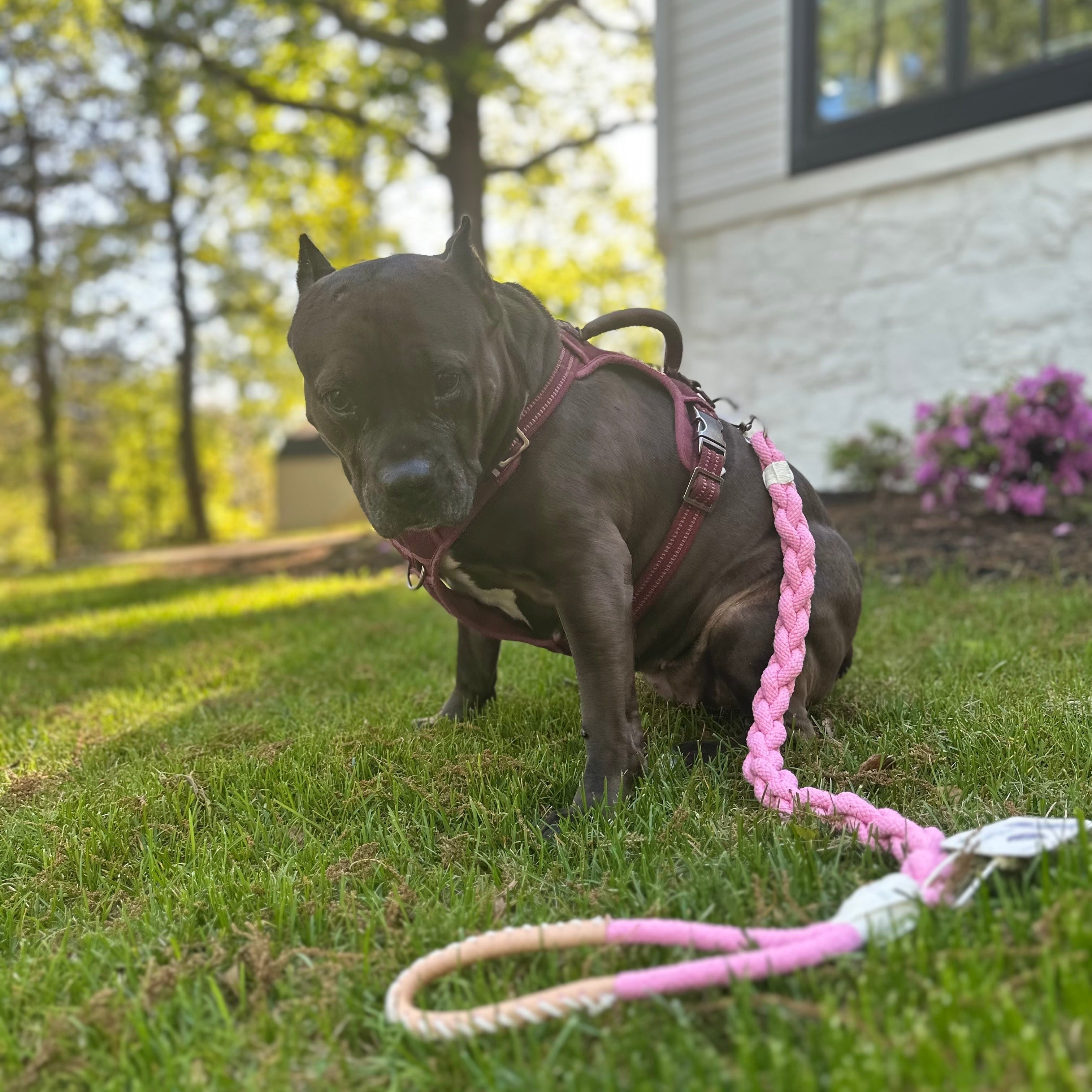 Xena Wanderlust Dog Leash Collection